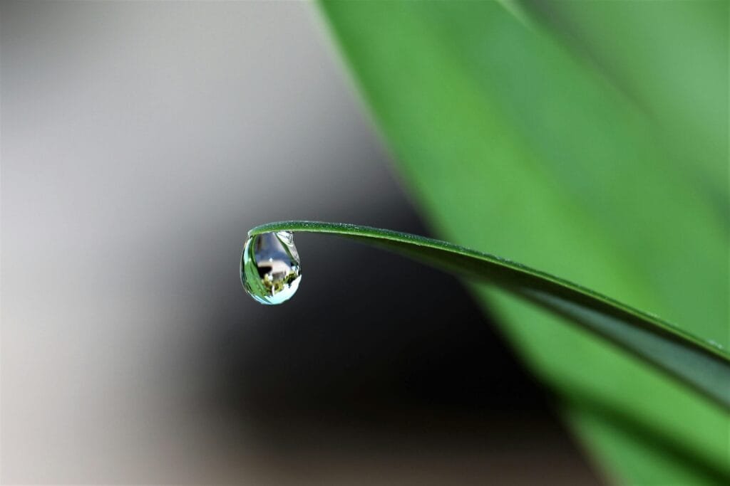 Macro shot of a dewdrop delicately hanging from a green grass blade, reflecting light.