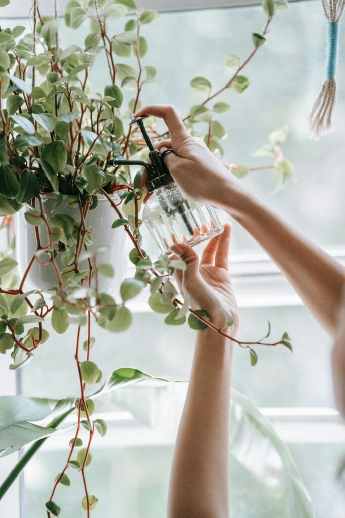 A close-up of hands misting indoor houseplants with a glass spray bottle by a window.
